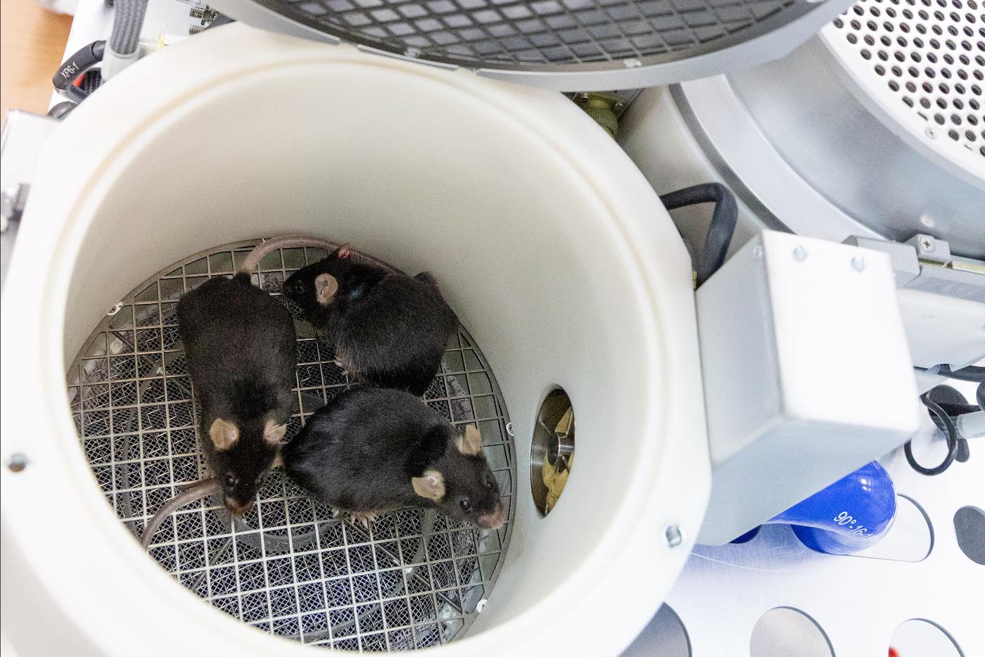 Как мыши в космосе помогают человеку: ИМБП РАН проводит уникальное исследование