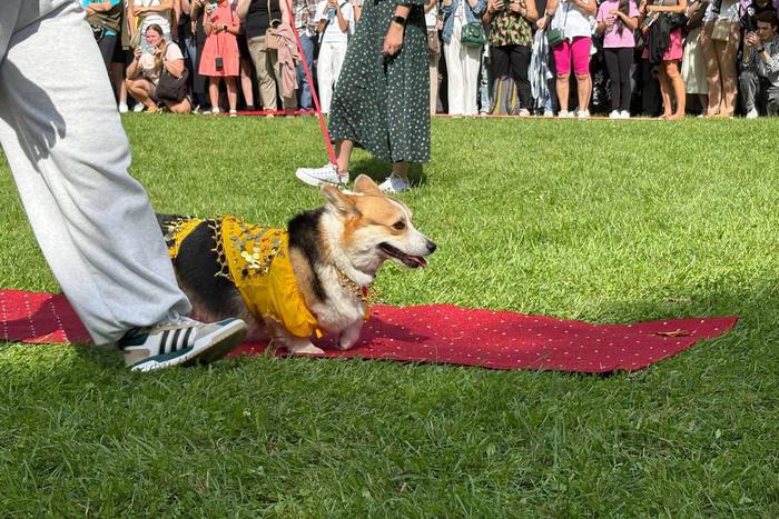 Конкурс костюмов среди корги: сможет ли Чебурашка победить Лабубу?