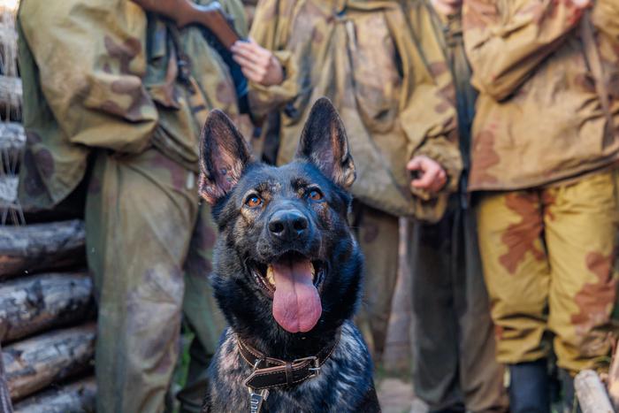 Съёмки эпизодов сериала "Солдат по кличке Рекс" завершились в кинопарке "Москино"