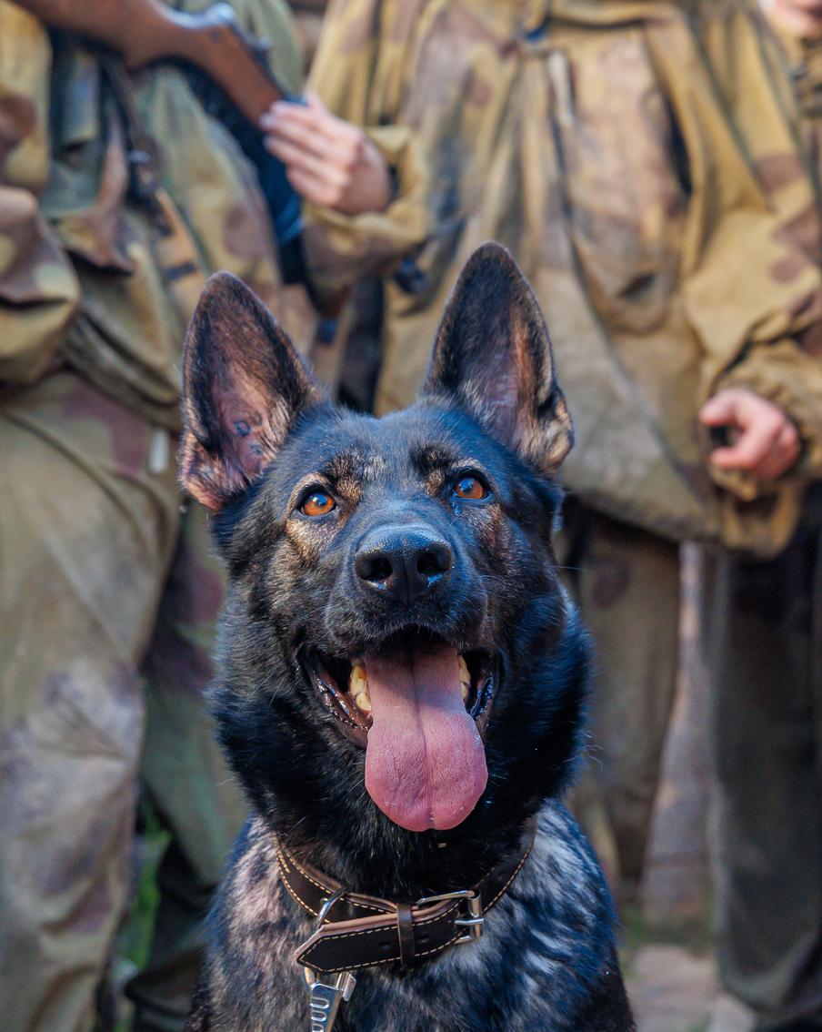 Съёмки эпизодов сериала "Солдат по кличке Рекс" завершились в кинопарке "Москино"