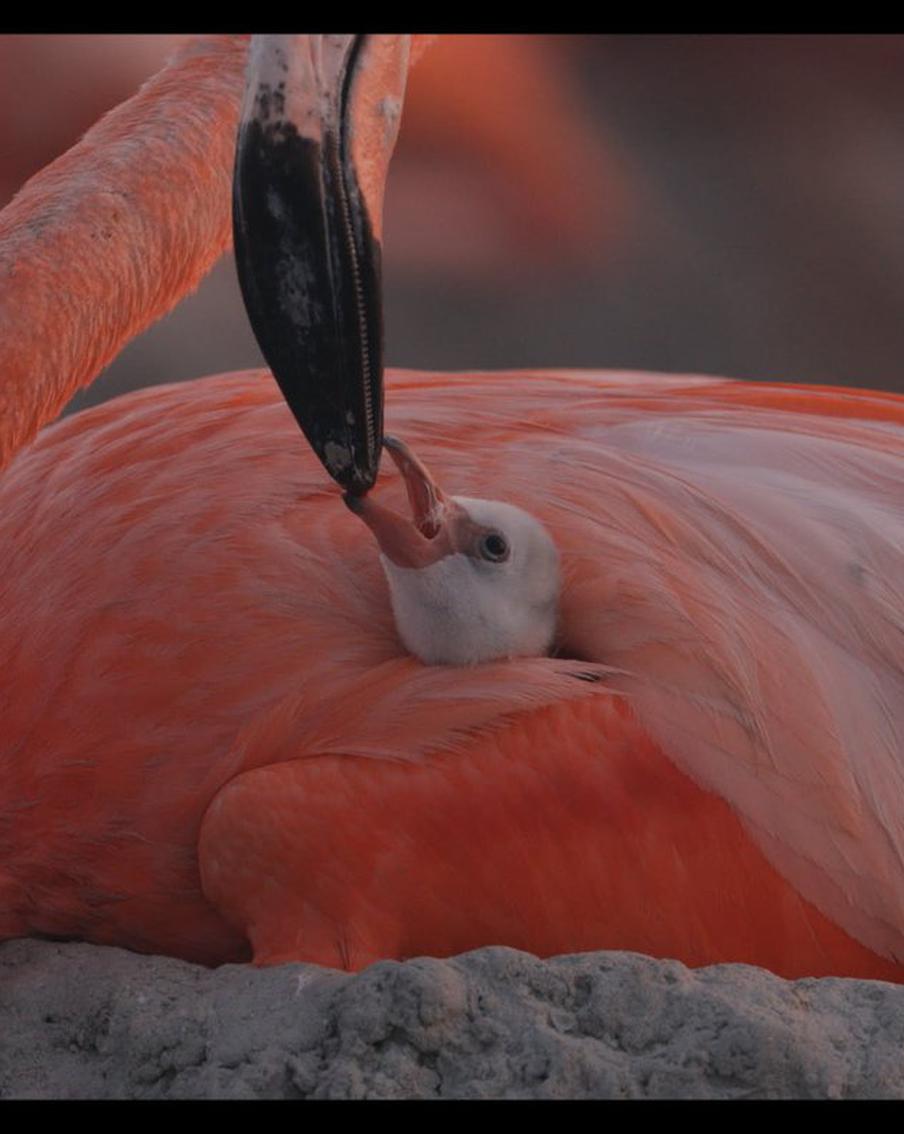 Сила медитации и этнической музыки: рассказываем, какими картинами удивит фестиваль "Докер"