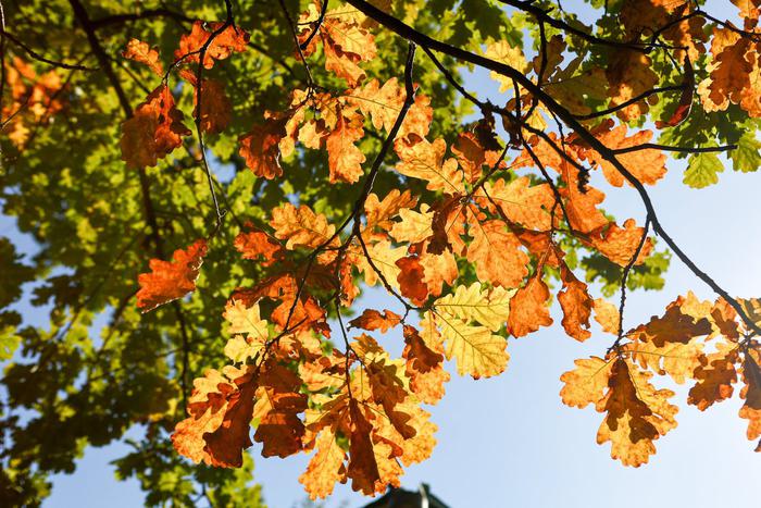 Синоптик рассказал москвичам о погоде в первые осенние выходные 6-7 сентября