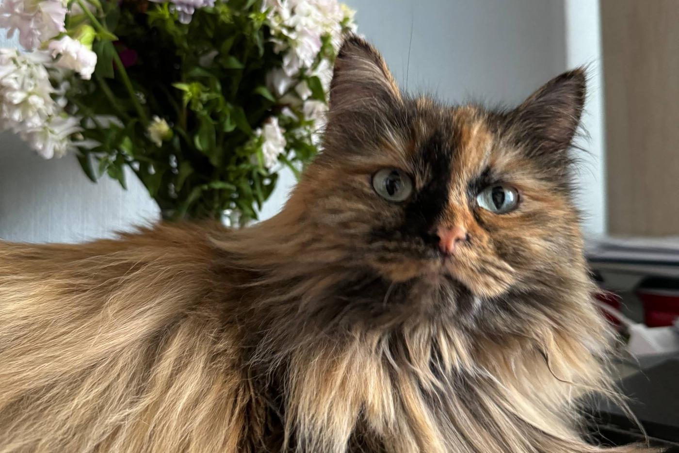 "Кто сказал, что кошки не зарабатывают?": москвичи массово продают фото питомцев