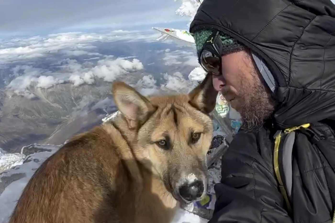 "Животные намного сложнее, чем мы думаем": Эльбрус впервые покорила бездомная собака