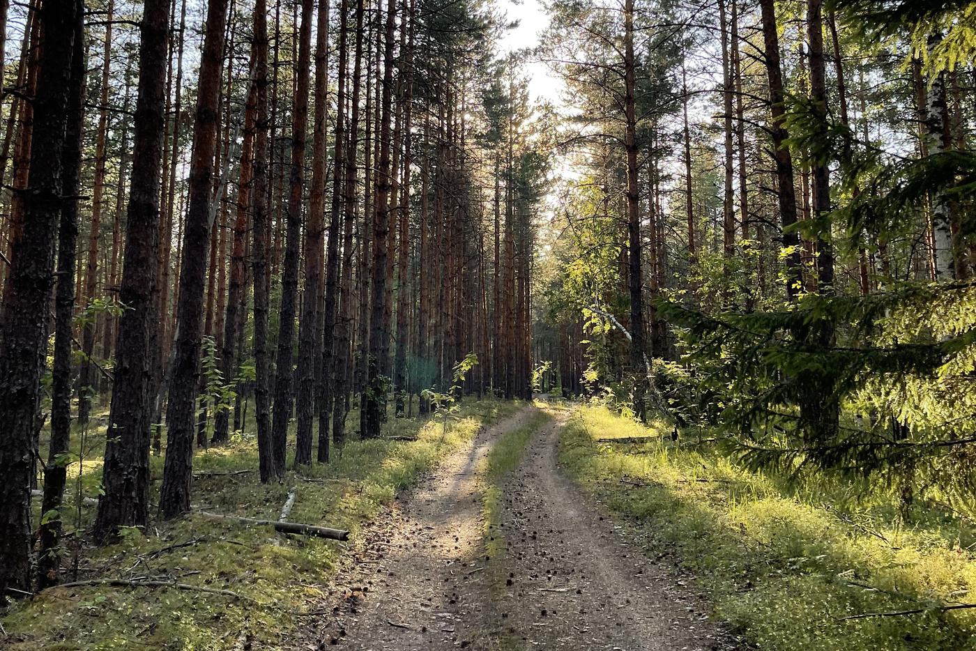 В Подмосковье прогнозируют рост пожарной опасности 11–12 сентября