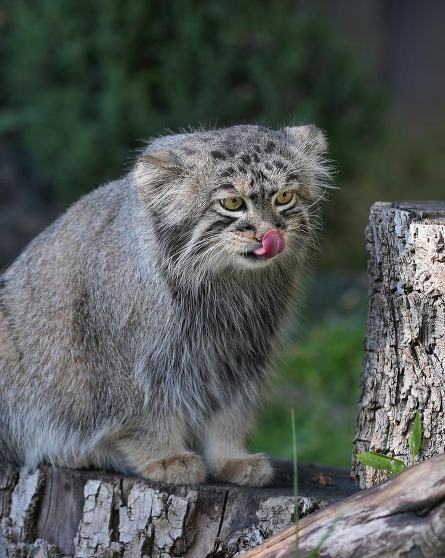 За зажировкой манула Тимофея можно наблюдать в трансляциях Московского зоопарка