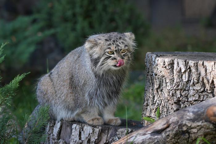 За зажировкой манула Тимофея можно наблюдать в трансляциях Московского зоопарка