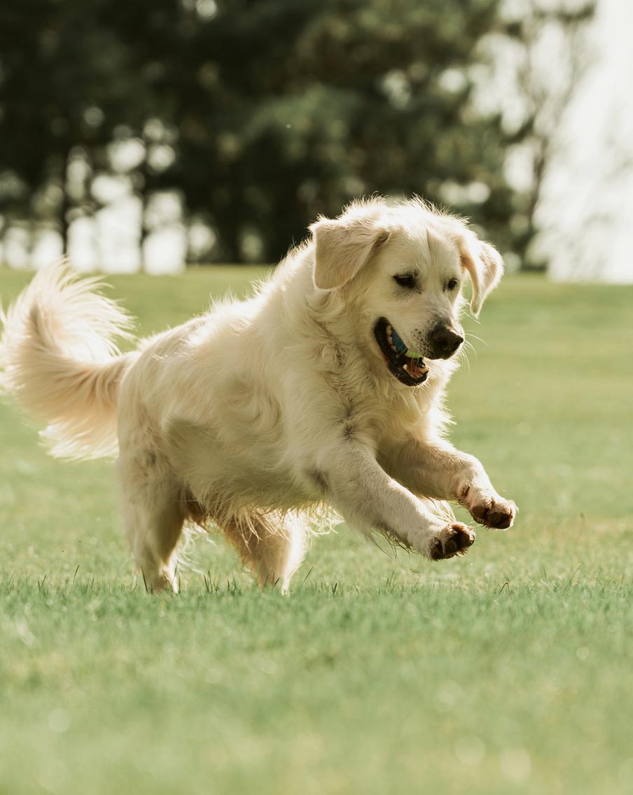 Названы самые популярные собаки и имена для питомцев в Австралии в 2025 году