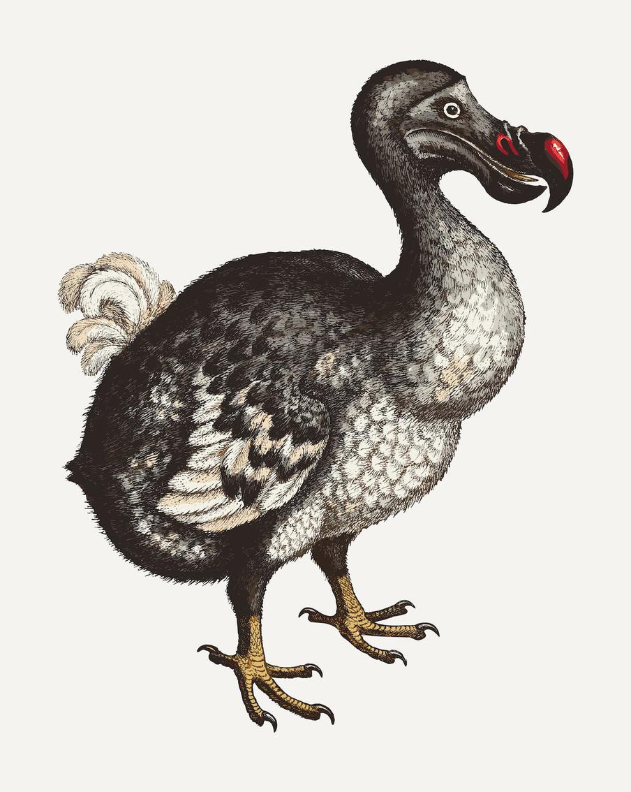 Учёные сделали шаг к возвращению додо спустя 300 лет