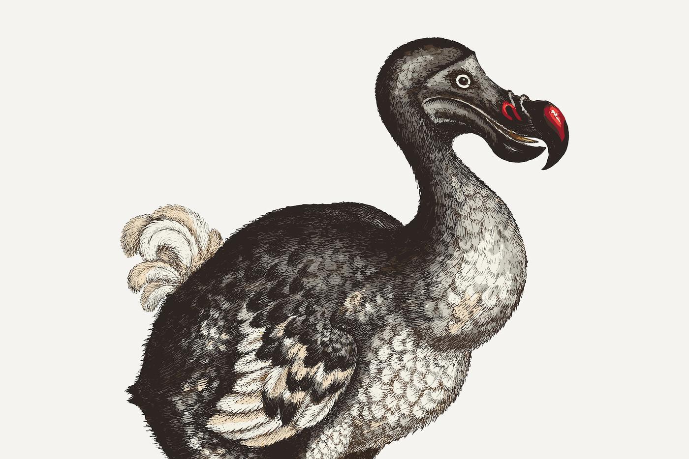 Учёные сделали шаг к возвращению додо спустя 300 лет