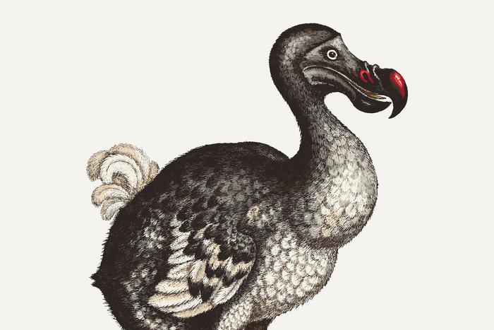 Учёные сделали шаг к возвращению додо спустя 300 лет