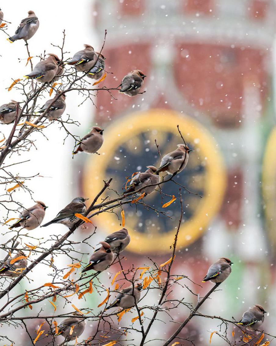 К ним надо подбираться с добрыми намерениями: как были созданы снимки с фестиваля "Золотая черепаха"
