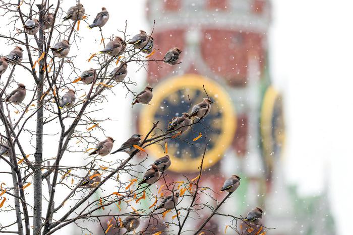 К ним надо подбираться с добрыми намерениями: как были созданы снимки с фестиваля "Золотая черепаха"