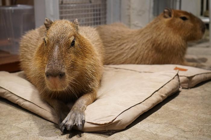 Запретят ли в России антикафе с животными и к чему это приведёт