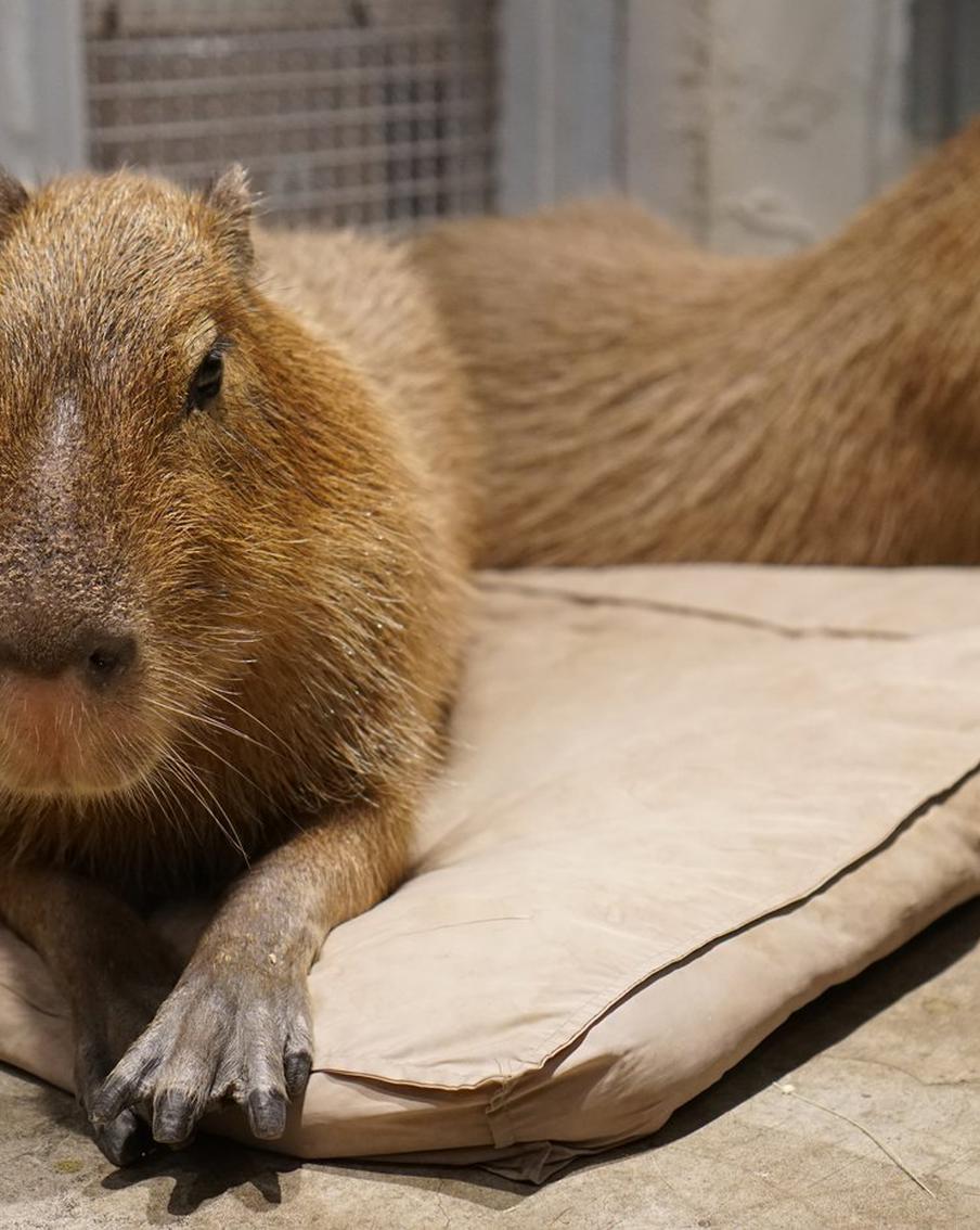 Запретят ли в России антикафе с животными и к чему это приведёт