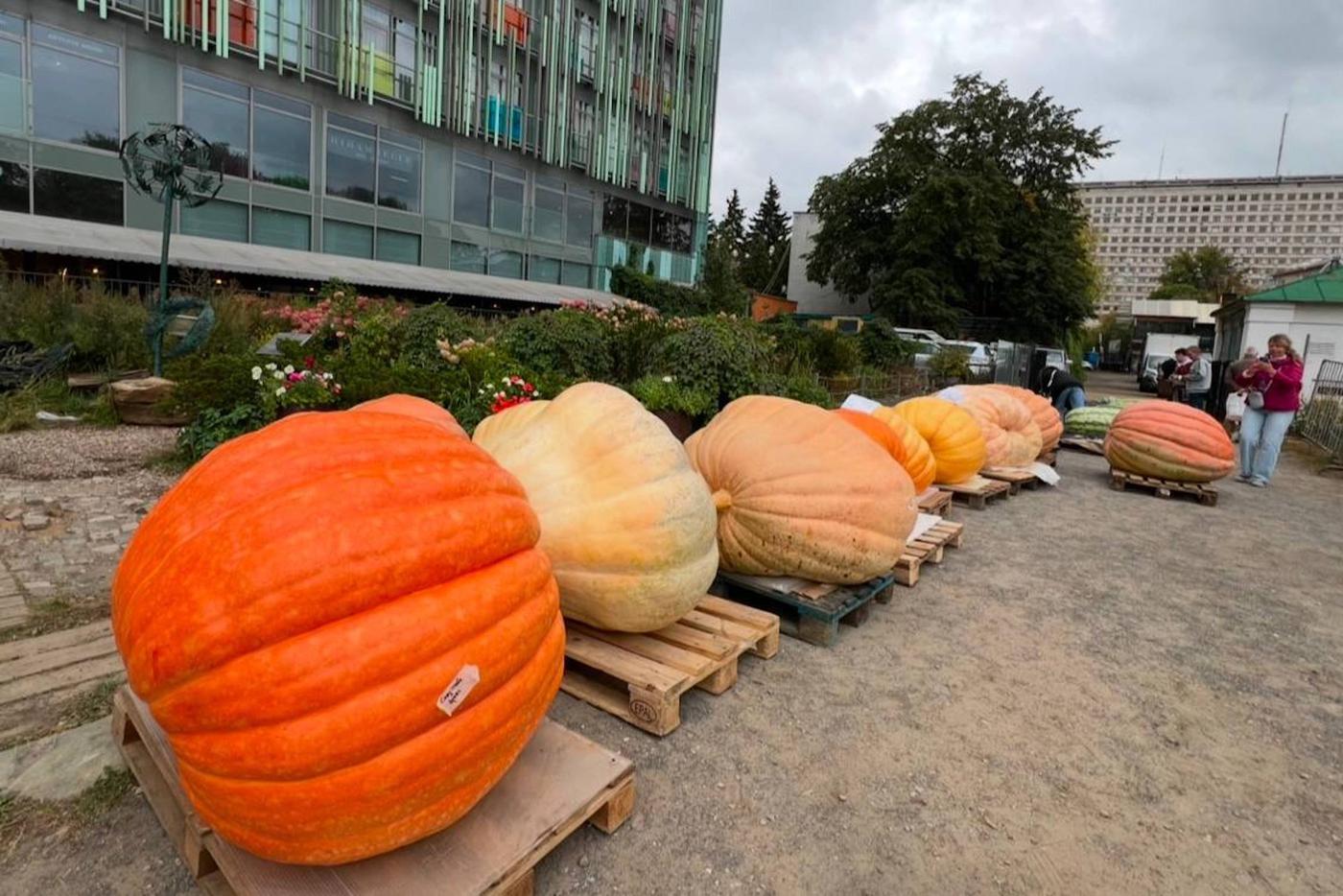 Не все крупные плоды имеют безупречный внешний вид. Поэтому одна из любопытных номинаций конкурса – самая красивая тыква. В этой номинации победила Арина Сауянова из Татарстана. Её тыква весом 327,6 кг получила имя "Казаночка" — ведь выросла неподалёку от Казани.