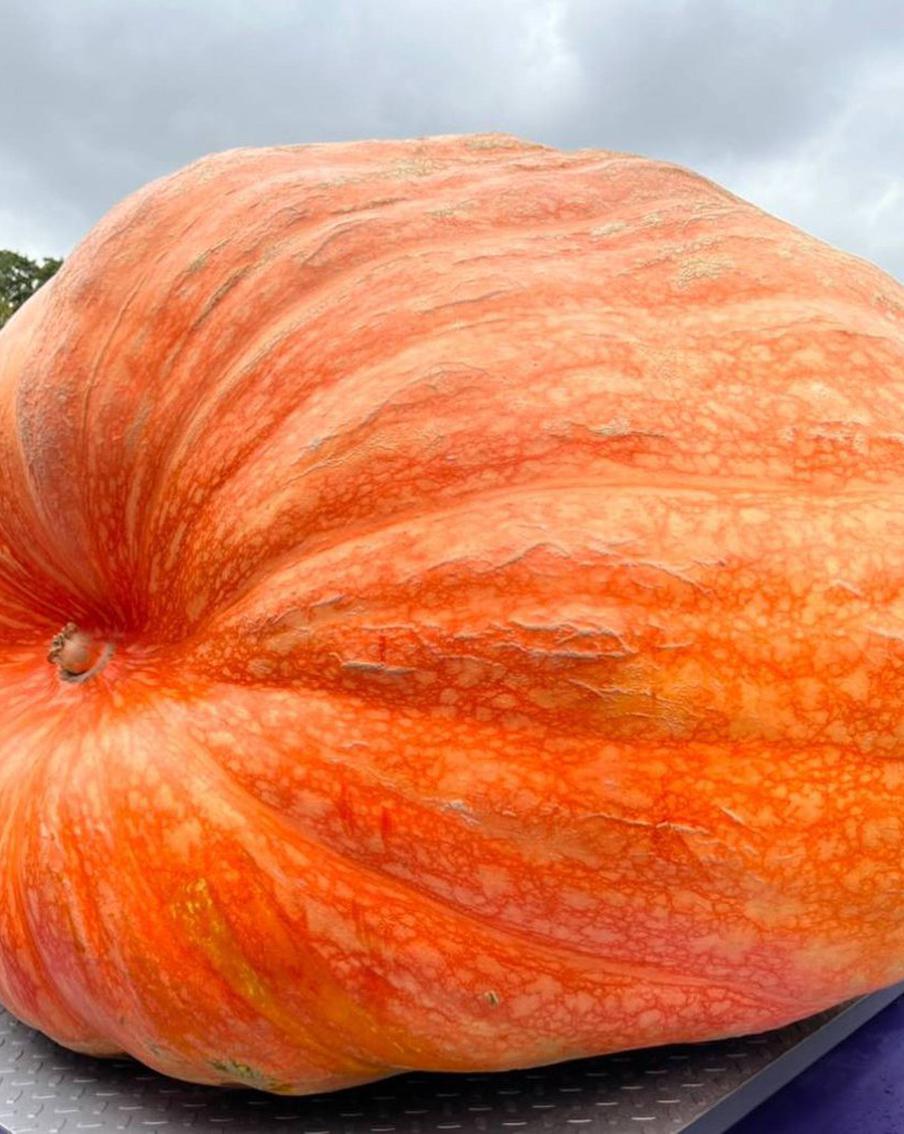 Почти тонна на весах: в "Аптекарском огороде" показали овощи-гиганты