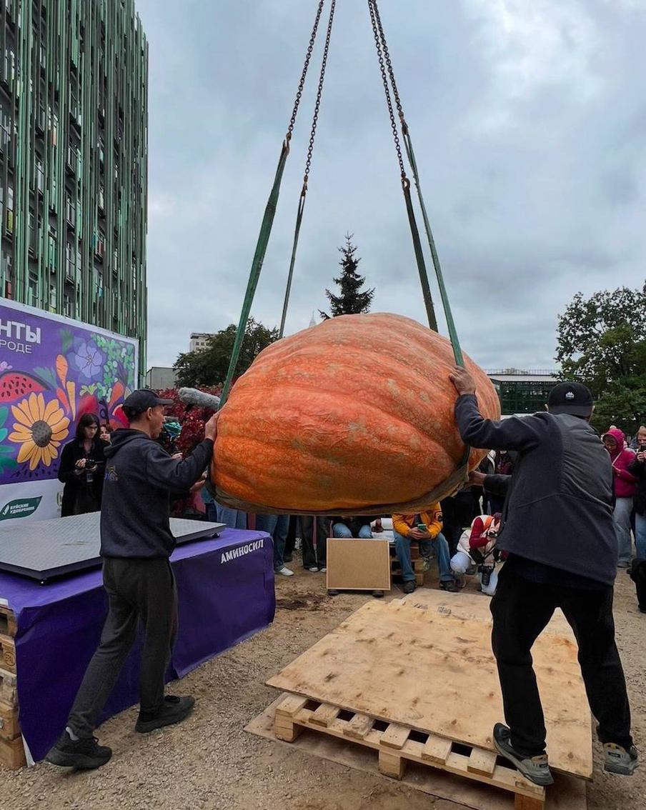 Журналисты ждали, что какой-нибудь плод упадёт, и получатся красивые кадры, но этого не произошло – тыквы взвешивала профессиональная бригада