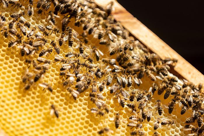 Фермер с Алтая отправляет бойцам СВО мёд свежей качки