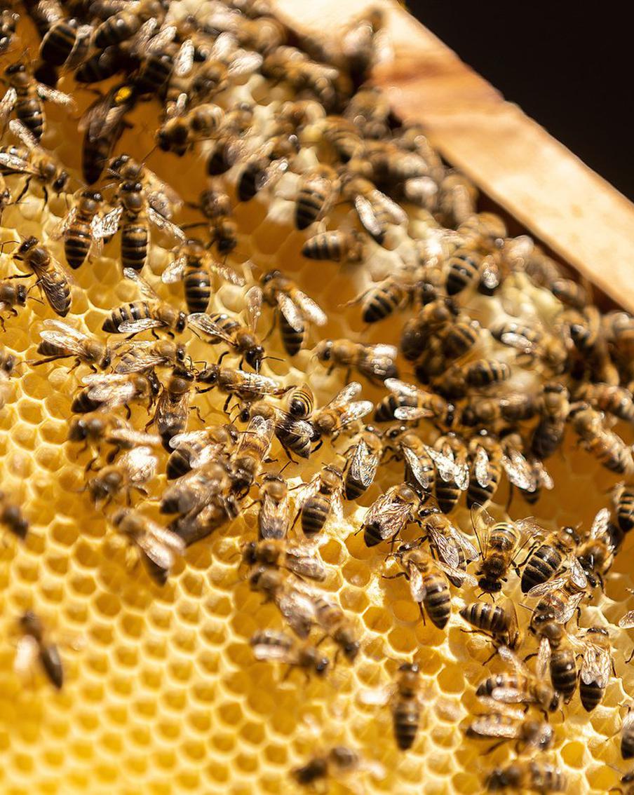 Фермер с Алтая отправляет бойцам СВО мёд свежей качки