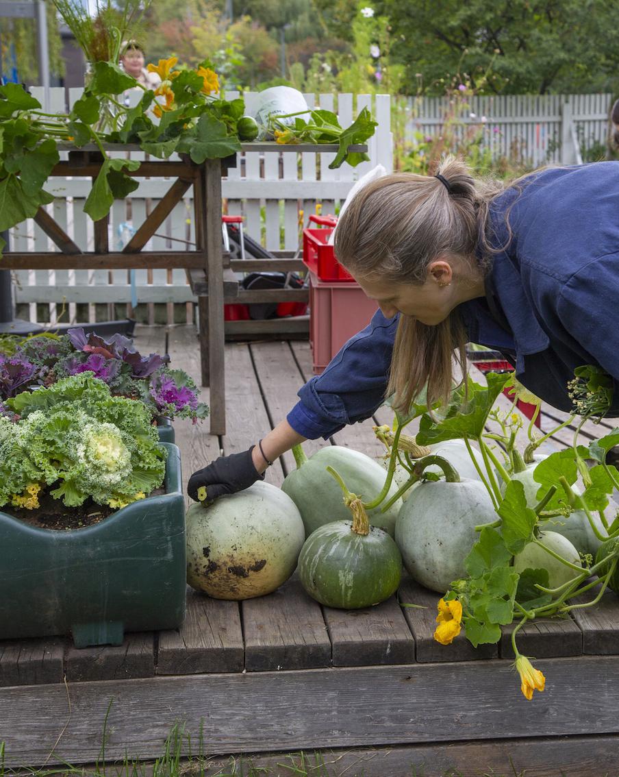 В двух шагах от Садового кольца москвичи вырастили суперфуд