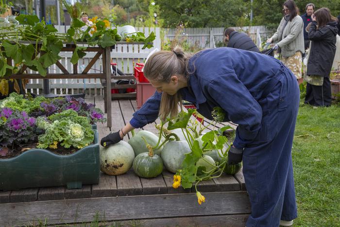 В двух шагах от Садового кольца москвичи вырастили суперфуд
