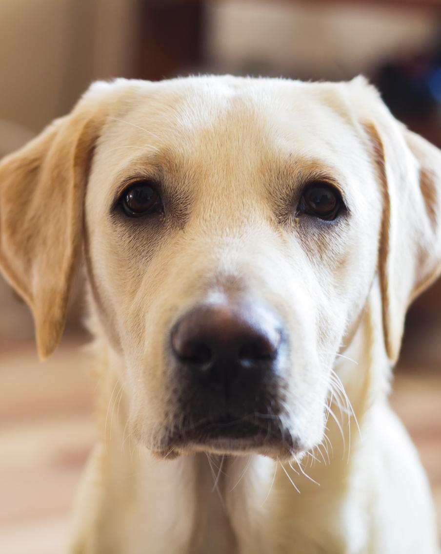 В России хотят запретить пускать в школы, кафе, магазины и аптеки с собаками