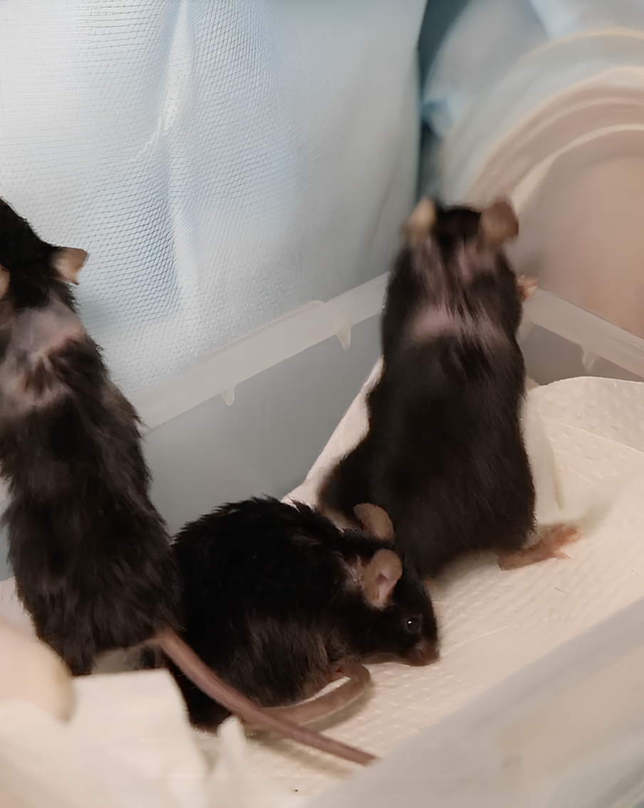 Мыши и мухи вернулись из космоса: полёт биоспутника "Бион-М" № 2 завершился