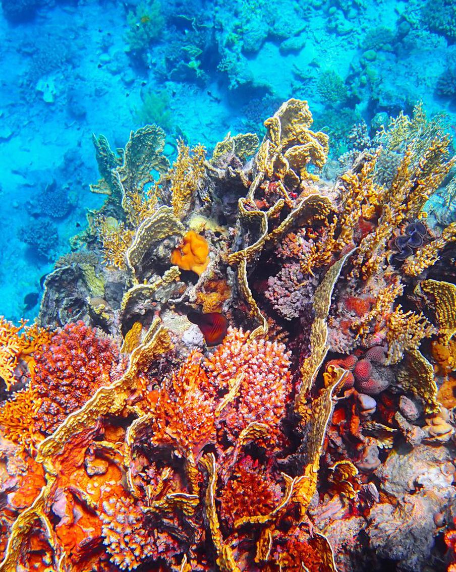 Учёные: 70% коралловых рифов Карибского моря погибнут к 2040 году