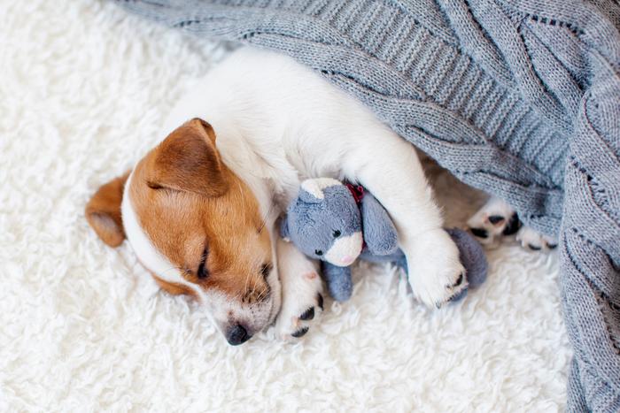 Щенок для новичка: 5 правил, которые помогут выбрать подходящего питомца