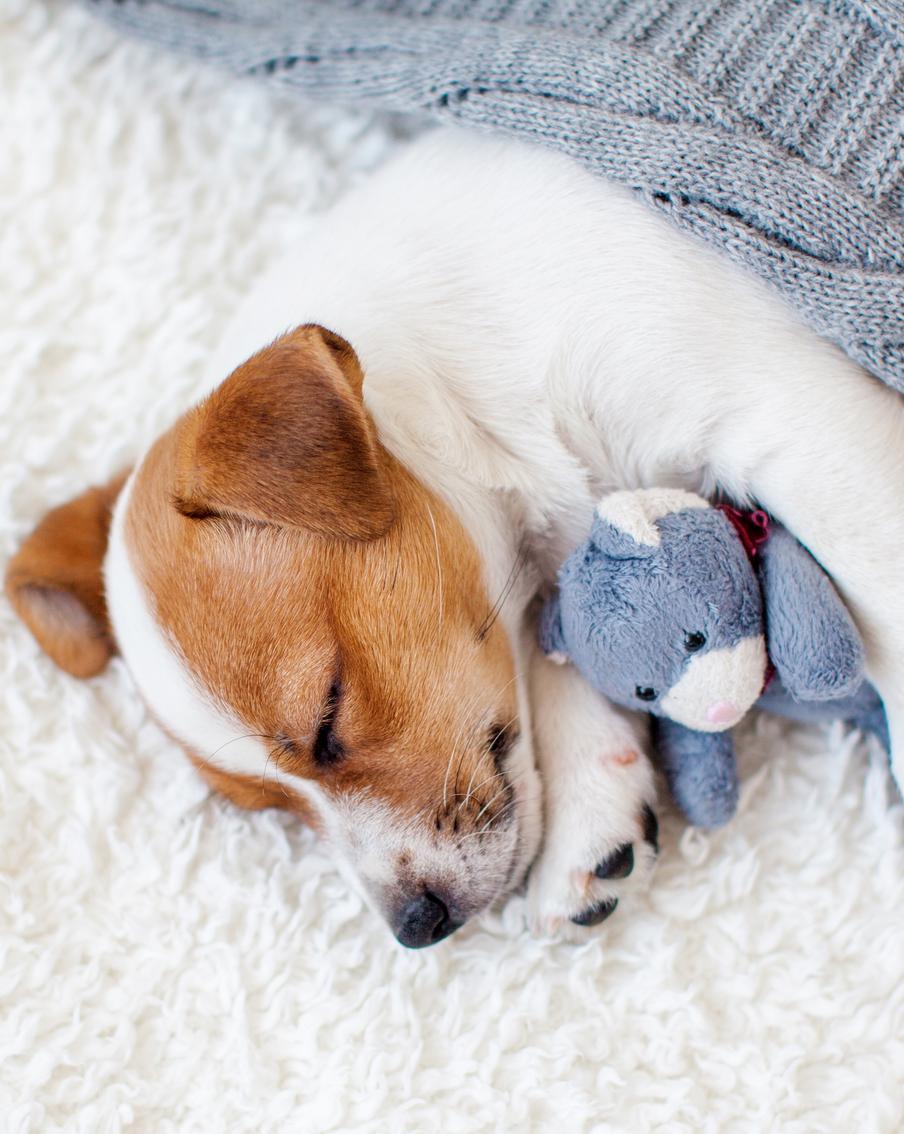 Щенок для новичка: 5 правил, которые помогут выбрать подходящего питомца