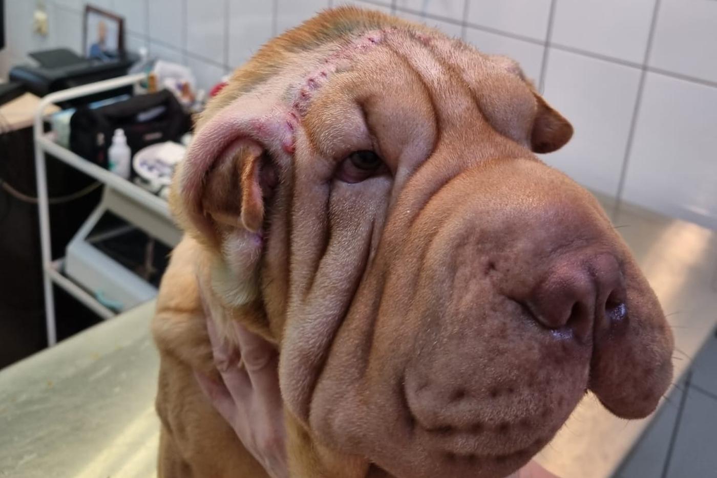 Пластическая хирургия для животных в Москве: как щенку-шарпею вернули возможность видеть окружающий мир