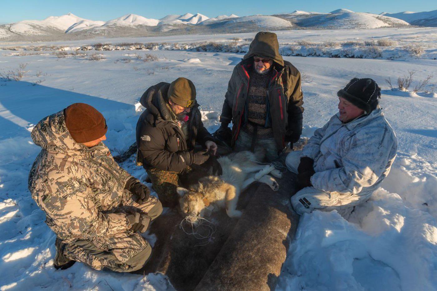 Отлов волков в верховьях рек Омолона и Коркодона (притоки р. Колыма) в Магаданской области в рамках проекта изучения волка и копытных по инициативе и при финансовой поддержке Игоря Борисовича Донцова. На фото специалисты ИПЭЭ РАН — Хосе А. Эрнандес-Бланко и Тарас Сипко вместе с Игорем Донцовым и сотрудниками компании "Экспедиции-Тур" устанавливают GPS-ошейник на волчицу по кличке Нючали при температуре -40 ºC.