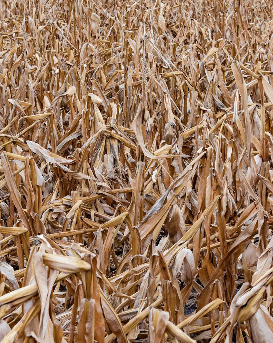 В Ростовской области ввели ЧС федерального уровня из-за массовой гибели урожая в регионе