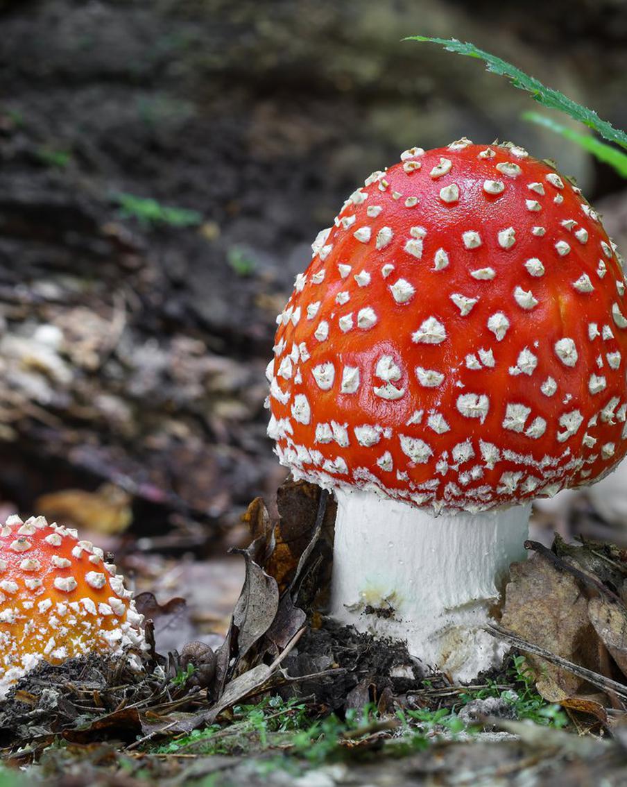 Супружеская пара скончалась в Тверской области из-за грибов, у них остались малолетние дети
