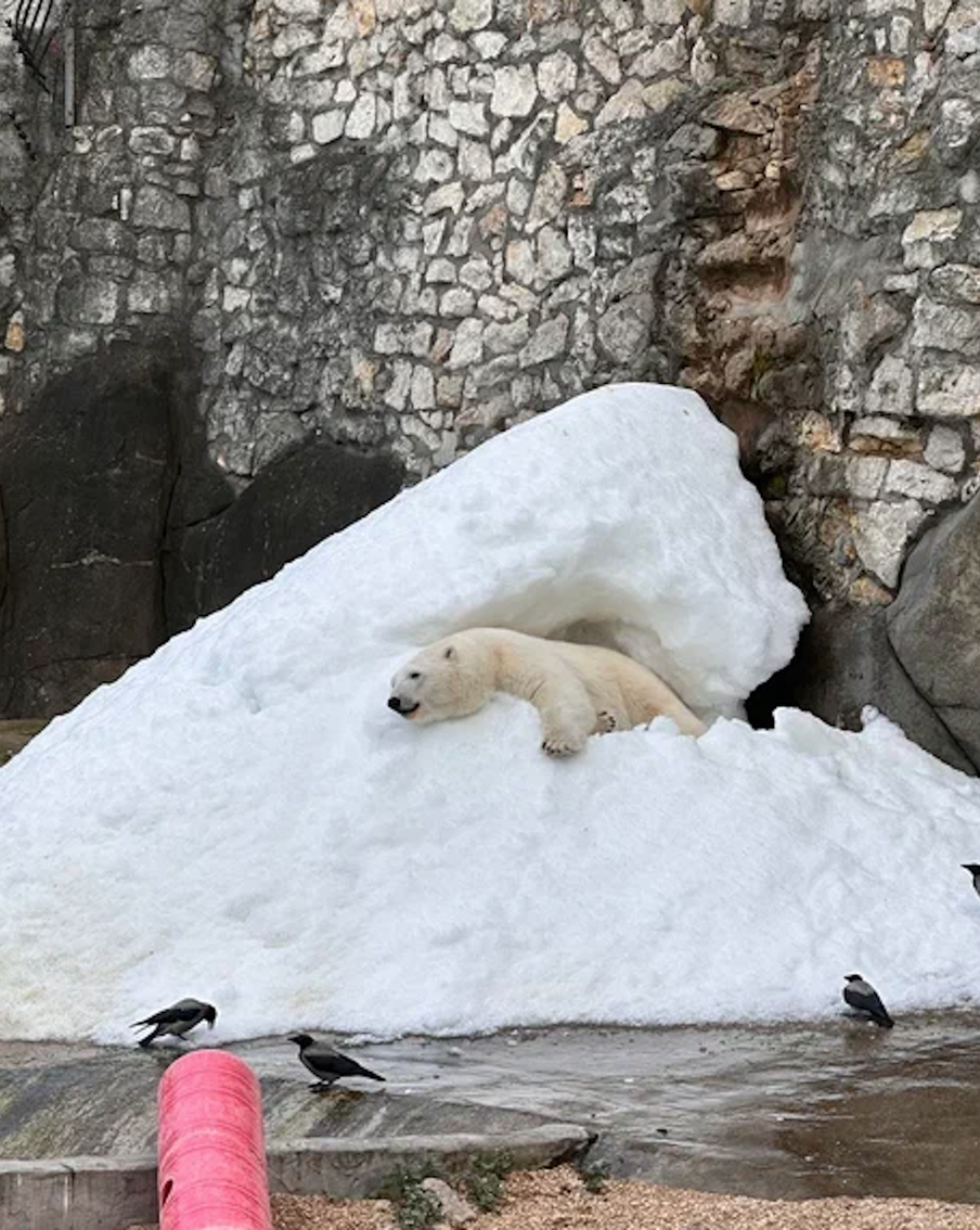 Секрет вечной зимы: как в Московском зоопарке делают снег для белых мишек