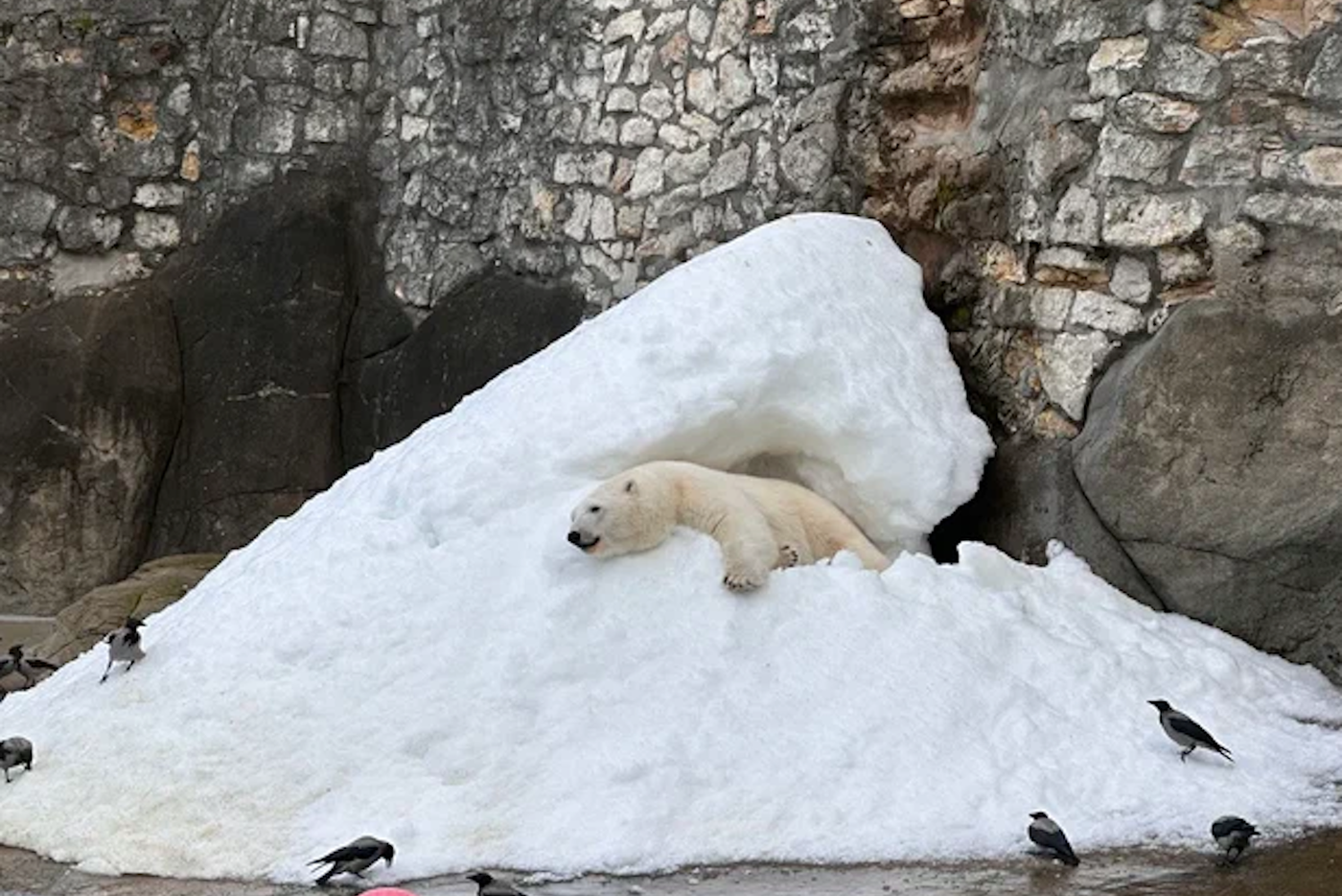 Секрет вечной зимы: как в Московском зоопарке делают снег для белых мишек