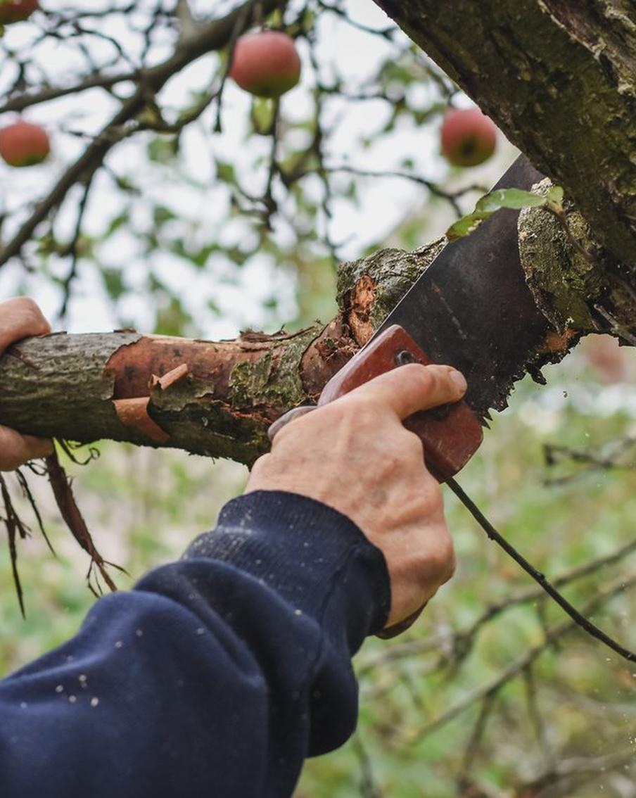 Не навредите дереву: что нужно знать об осенней обрезке