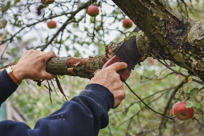 Не навредите дереву: что нужно знать об осенней обрезке