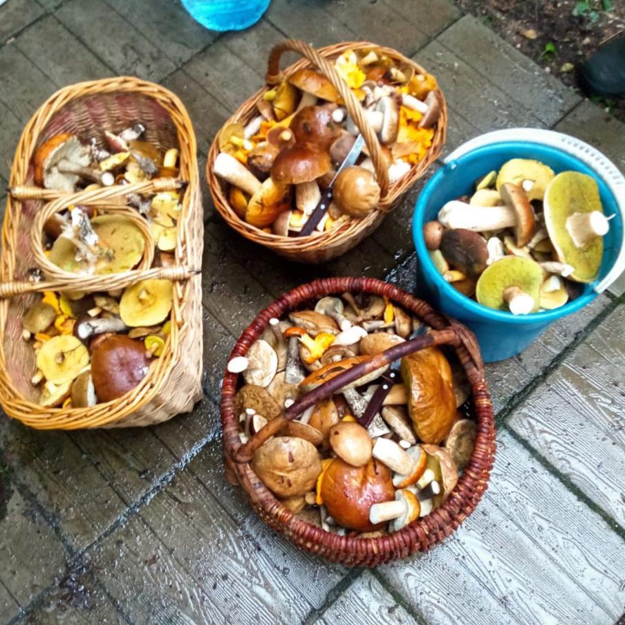 Это была только небольшая часть грибов, подаренная в знак примирения.