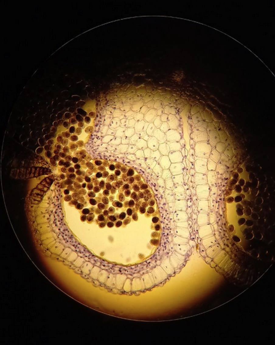 В фотоконкурсе "Снимай науку!" победили скалы из стекла и лепесток розы