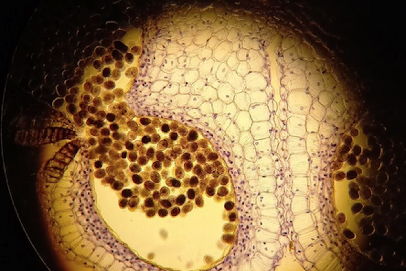 В фотоконкурсе "Снимай науку!" победили скалы из стекла и лепесток розы