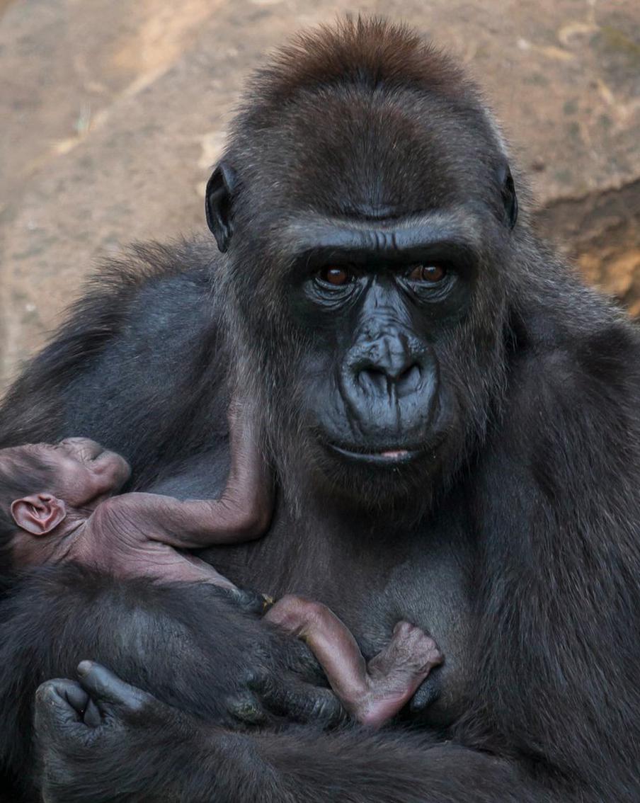 В трансляциях из Московского зоопарка можно наблюдать за редкими видами животных