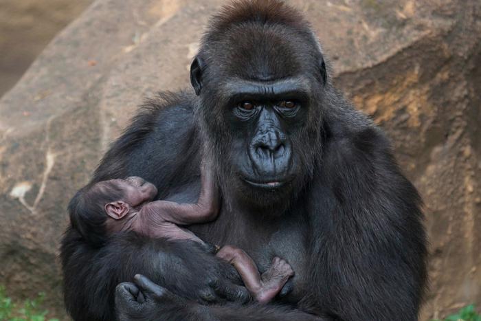 В трансляциях из Московского зоопарка можно наблюдать за редкими видами животных