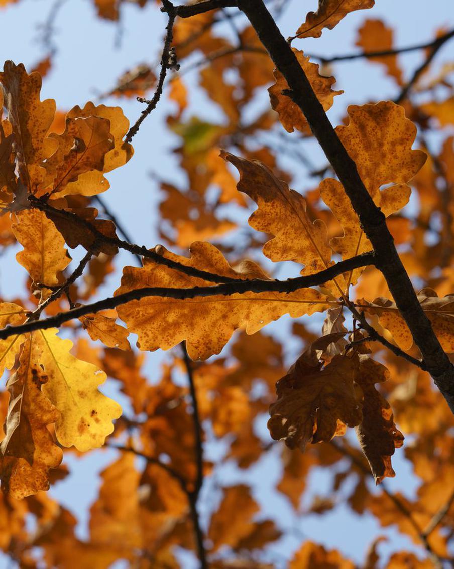 В этом году сентябрь в Москве был более солнечным, чем август