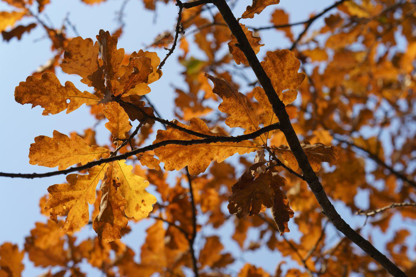 В этом году сентябрь в Москве был более солнечным, чем август