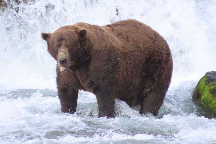 На Аляске выбран самый жирный медведь этого года. У него крайне непростая биография