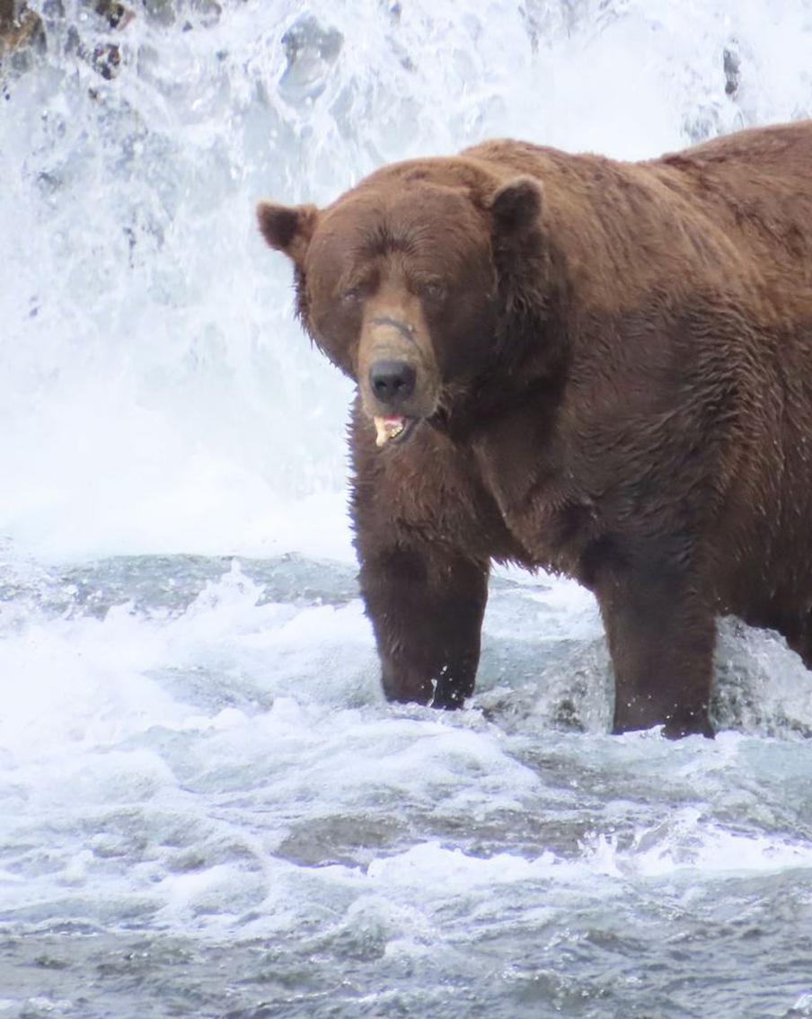 На Аляске выбран самый жирный медведь этого года. У него крайне непростая биография