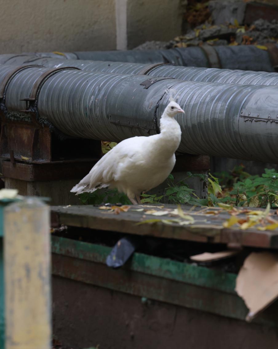 Кто поселил павлинов в Лефортово и как на них реагируют жители