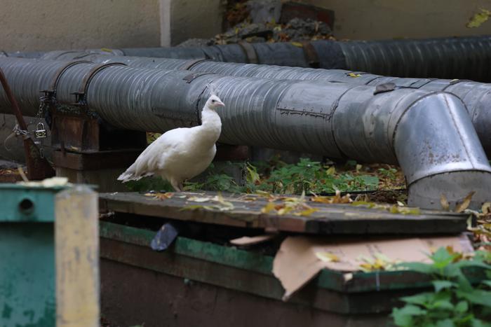 Кто поселил павлинов в Лефортово и как на них реагируют жители